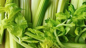Fresh stalks of pravi celer ready for cooking and juicing